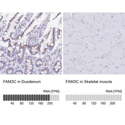 FAM3C Antibody, Novus Biologicals:Antibodies:Primary Antibodies